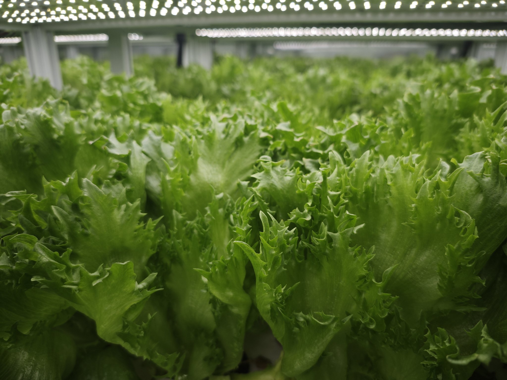 LED 下的生菜冠层